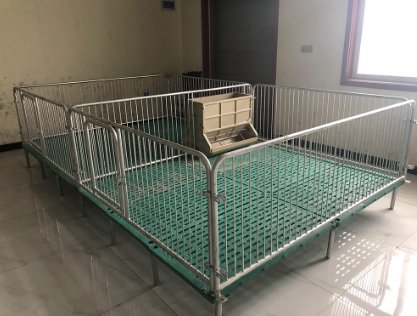 母豬定位欄的隔板和后門有什么作用？